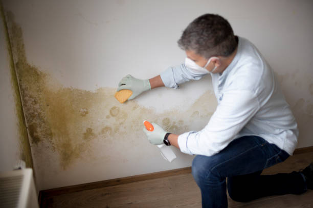Best Industrial Mold Remediation  in Bonnie Brae, IL